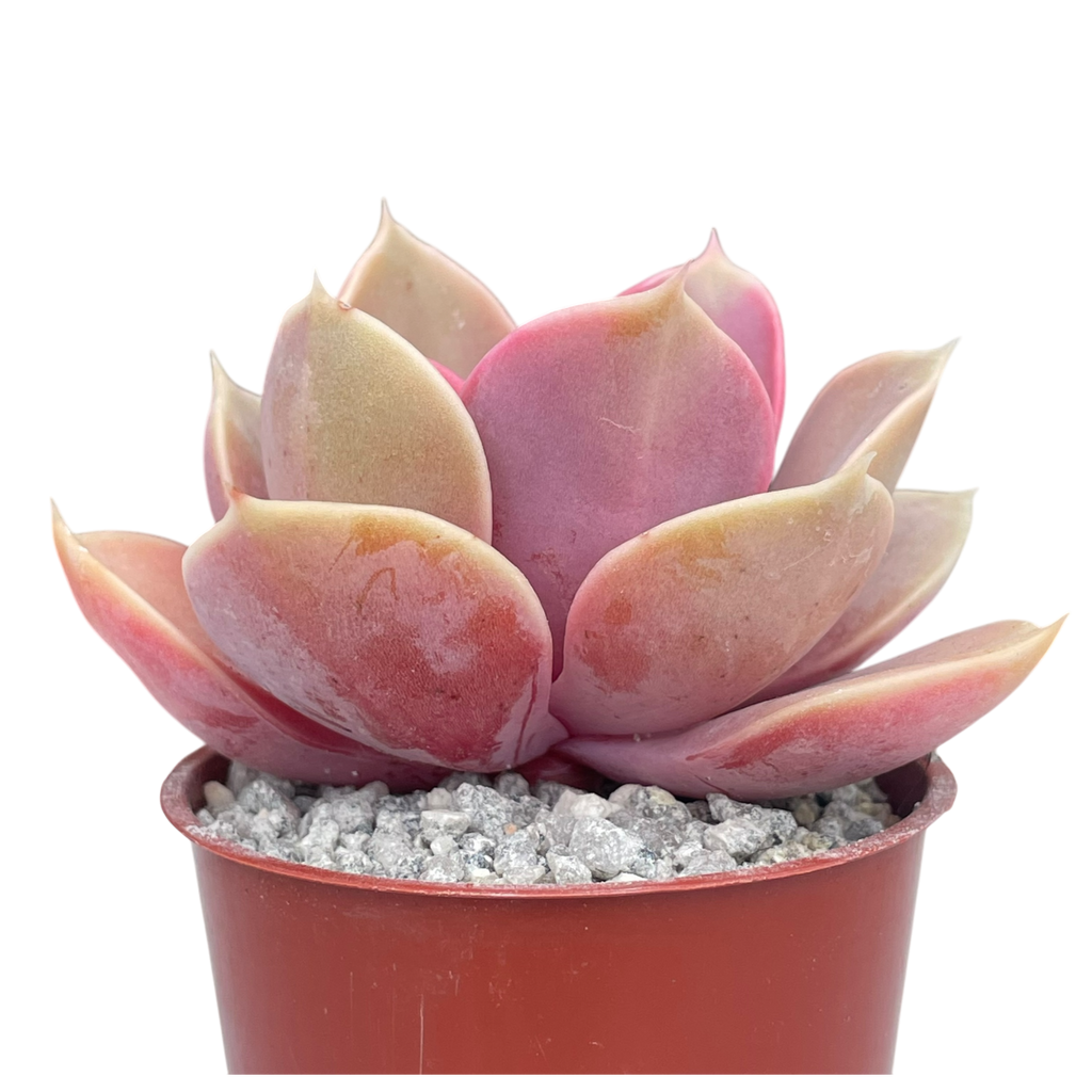 Echeveria 'Duchess of Nuremberg'