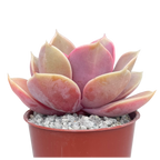 Echeveria 'Duchess of Nuremberg'