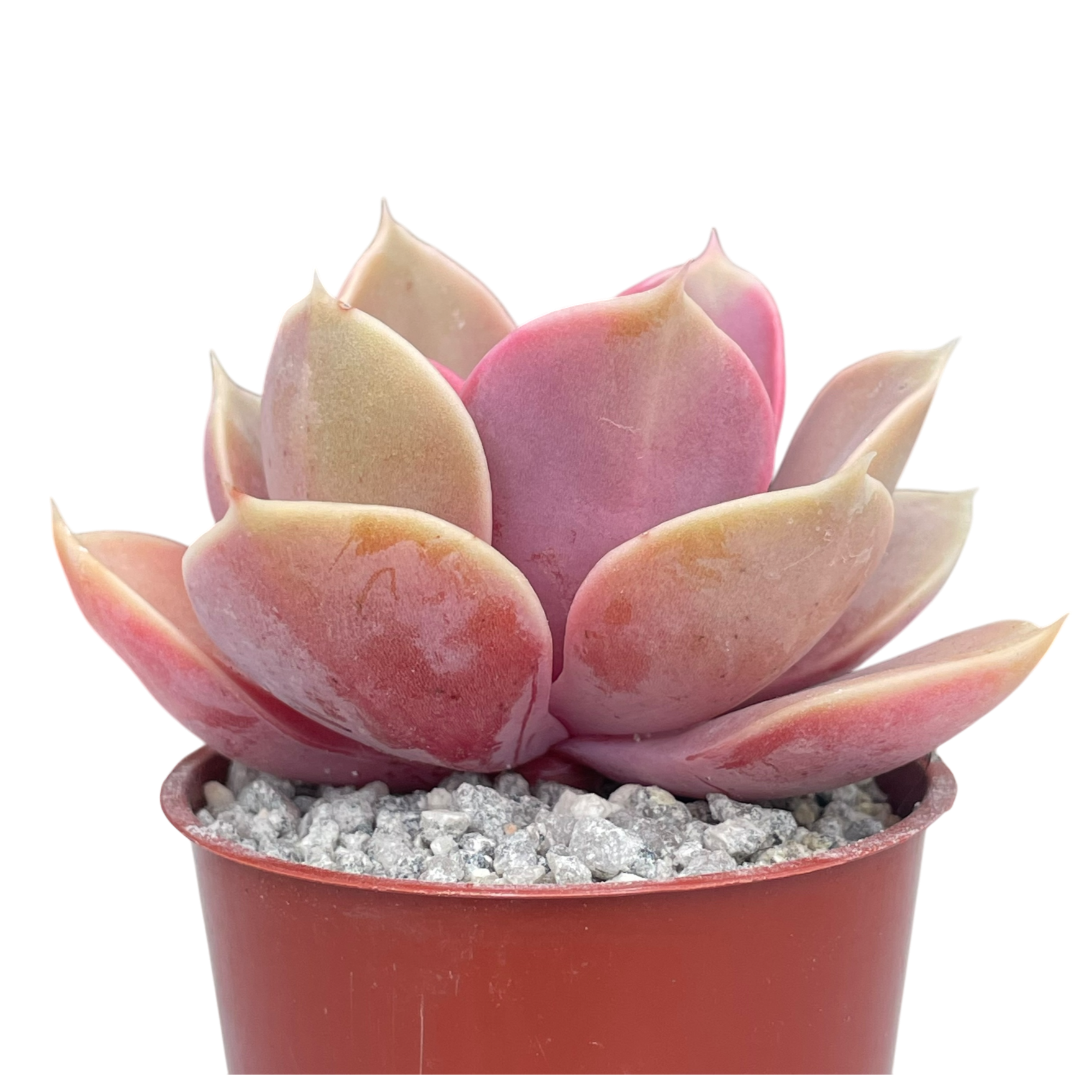 Echeveria 'Duchess of Nuremberg'
