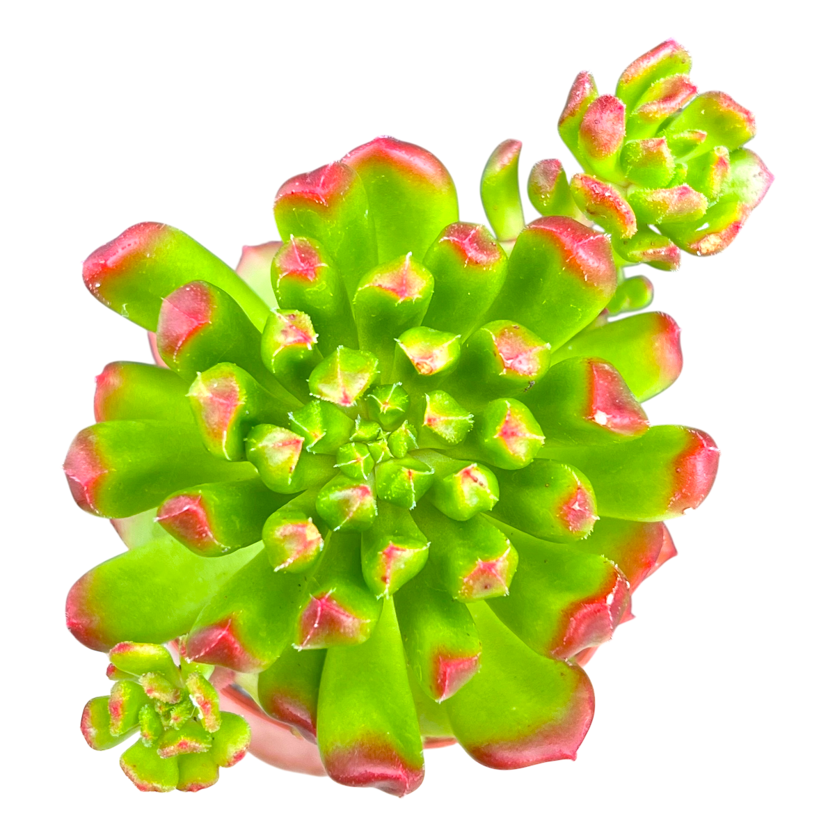 red lantern succulent Echeveria 'Red Lantern' – Surreal Succulents