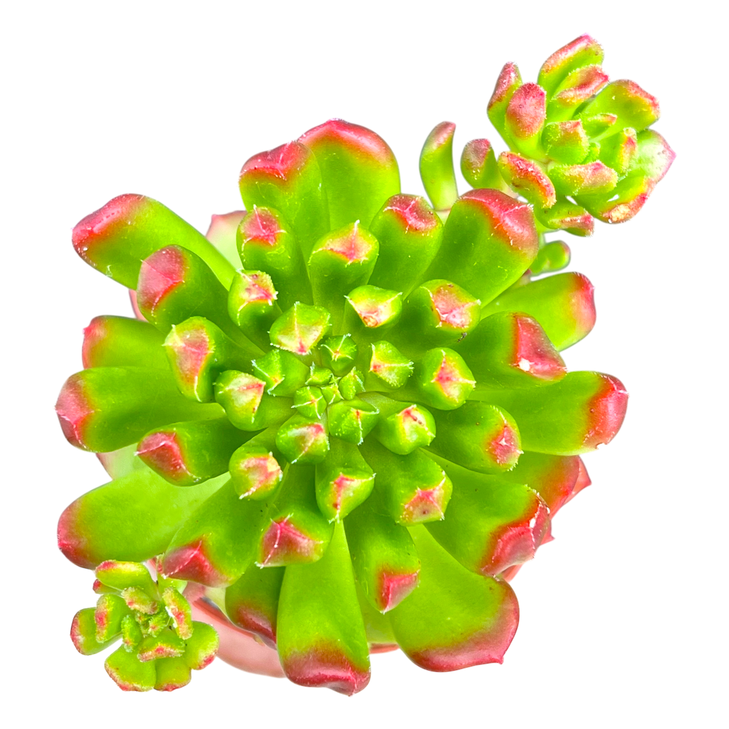 Echeveria 'Red Lantern'