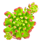 Echeveria 'Red Lantern'