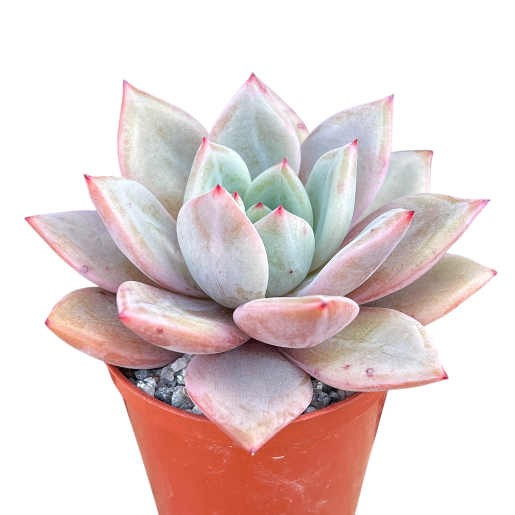 Echeveria 'Pink Champagne'
