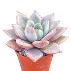 Echeveria 'Pink Champagne'