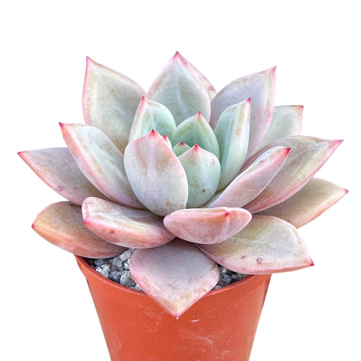 Echeveria 'Pink Champagne'