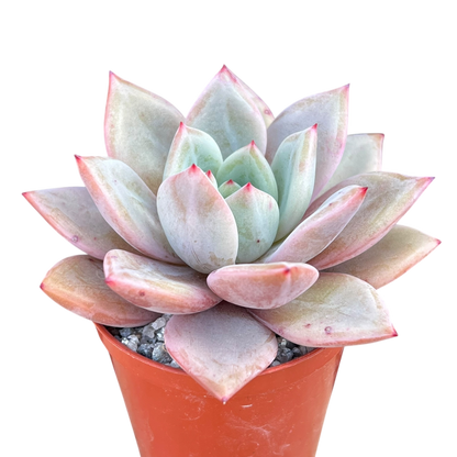 Echeveria 'Pink Champagne'