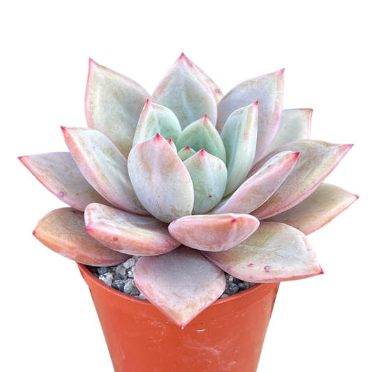 Echeveria 'Pink Champagne'