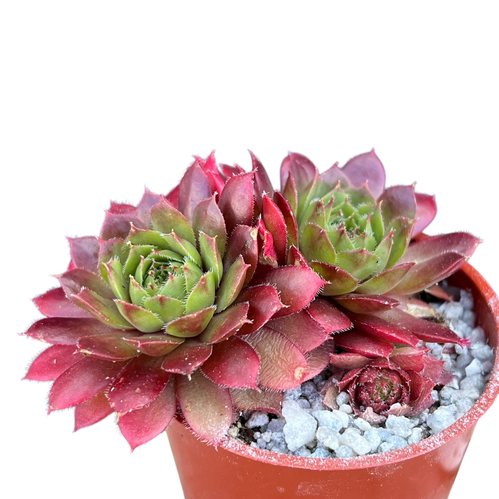 センペルビウム Heigham Red Sempervivum 'Heigham Red' | Mountain センペルビウム Heigham Red Sempervivum 'Heigham Red' | Mountain