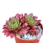Sempervivum 'Red Robin'