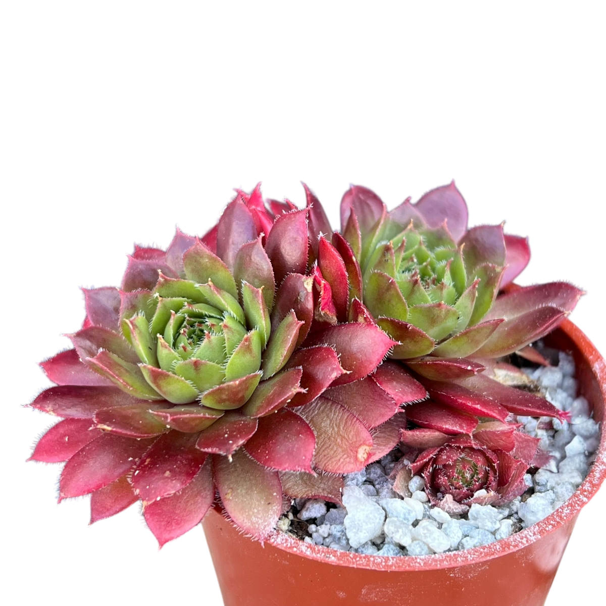 センペルビウム 輸入 ドイツAlsterapfel センペルビウム 'レッドロビン' – Surreal Succulents