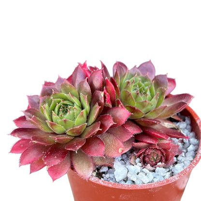Sempervivum 'Red Robin'