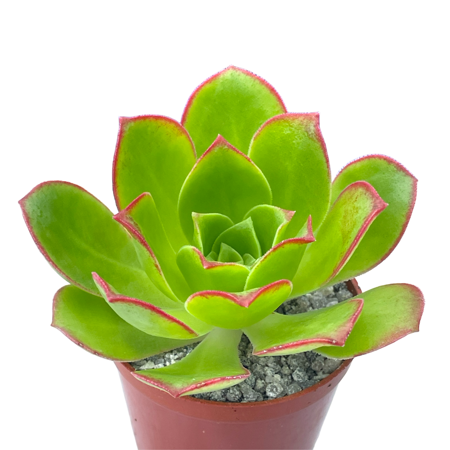 Aeonium 'Paradise'