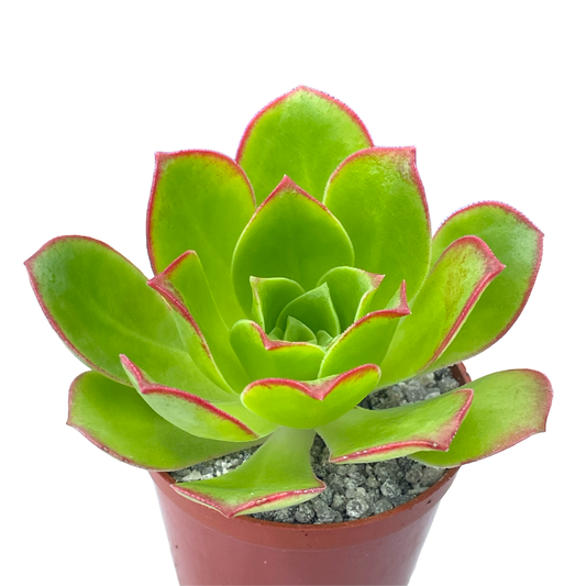 Aeonium 'Paradise'