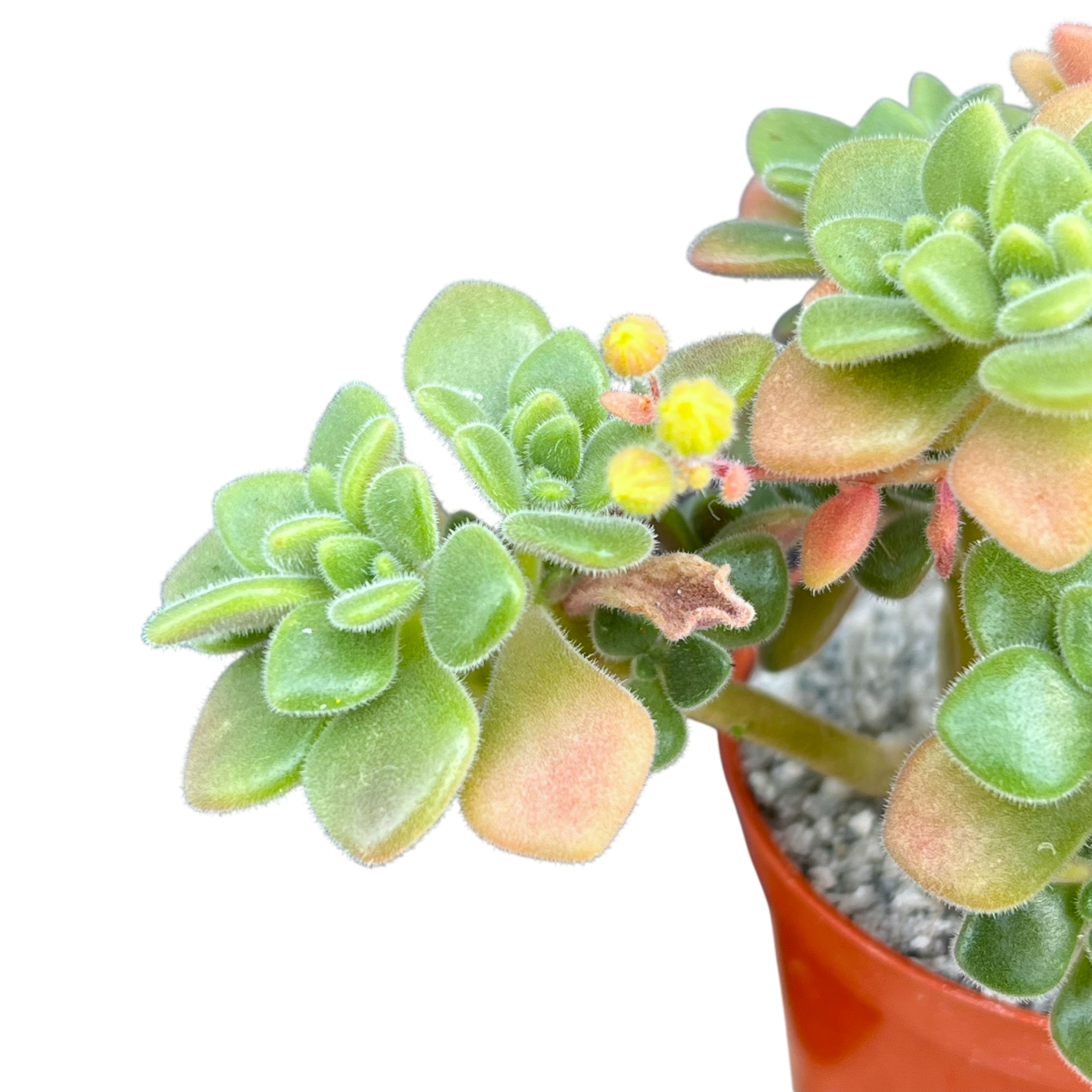 Aichryson tortuosum