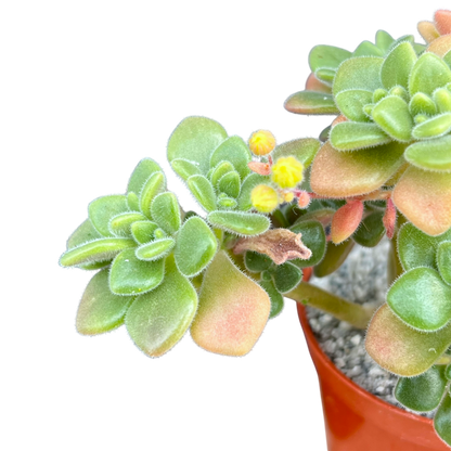 Aichryson tortuosum