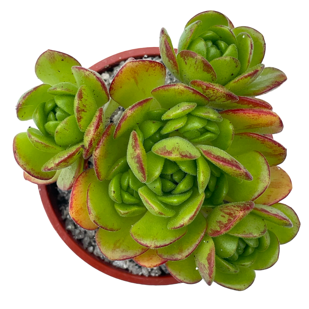 Aeonium x loartei