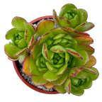 Aeonium x loartei