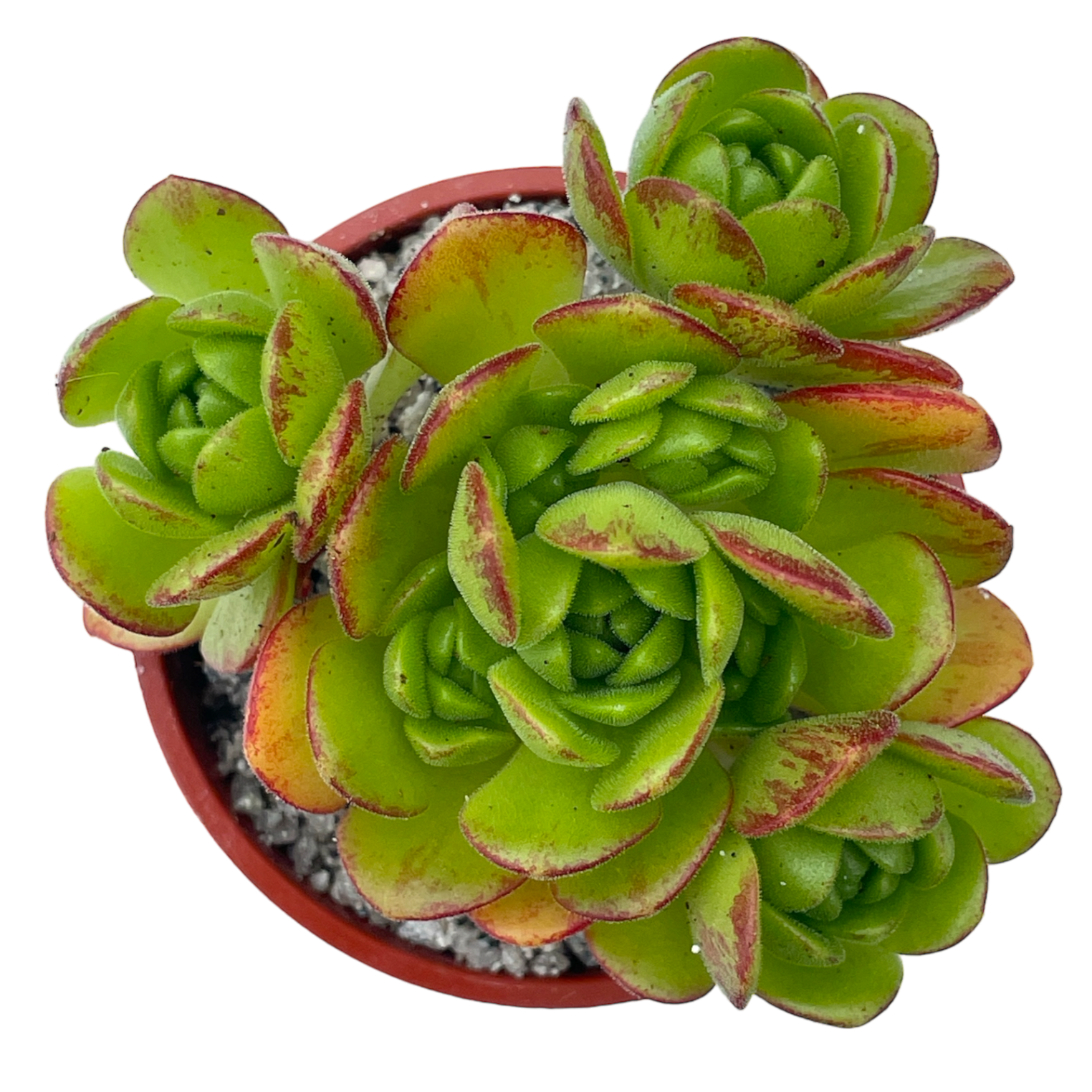 Aeonium x loartei