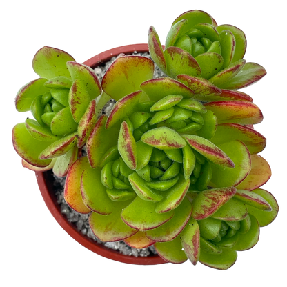 Aeonium x loartei
