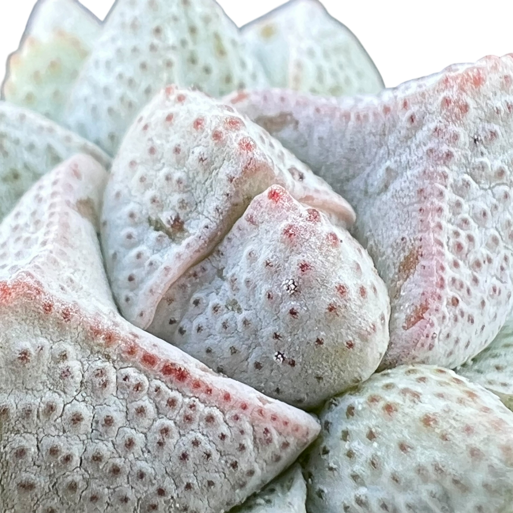 Crassula deceptor