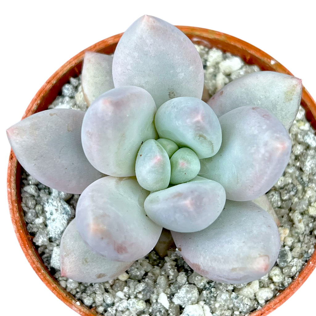 x Pachyveria 'Elaine' – Surreal Succulents