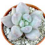 x Pachyveria 'Elaine'