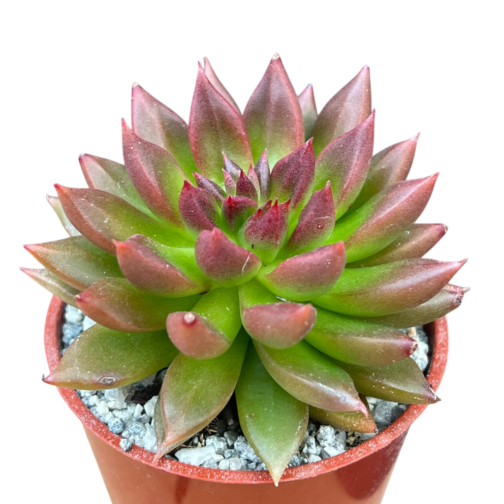 Echeveria 'Zodiac'