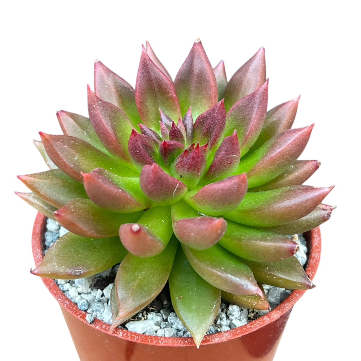 Echeveria 'Zodiac'