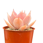 Echeveria 'Misty'