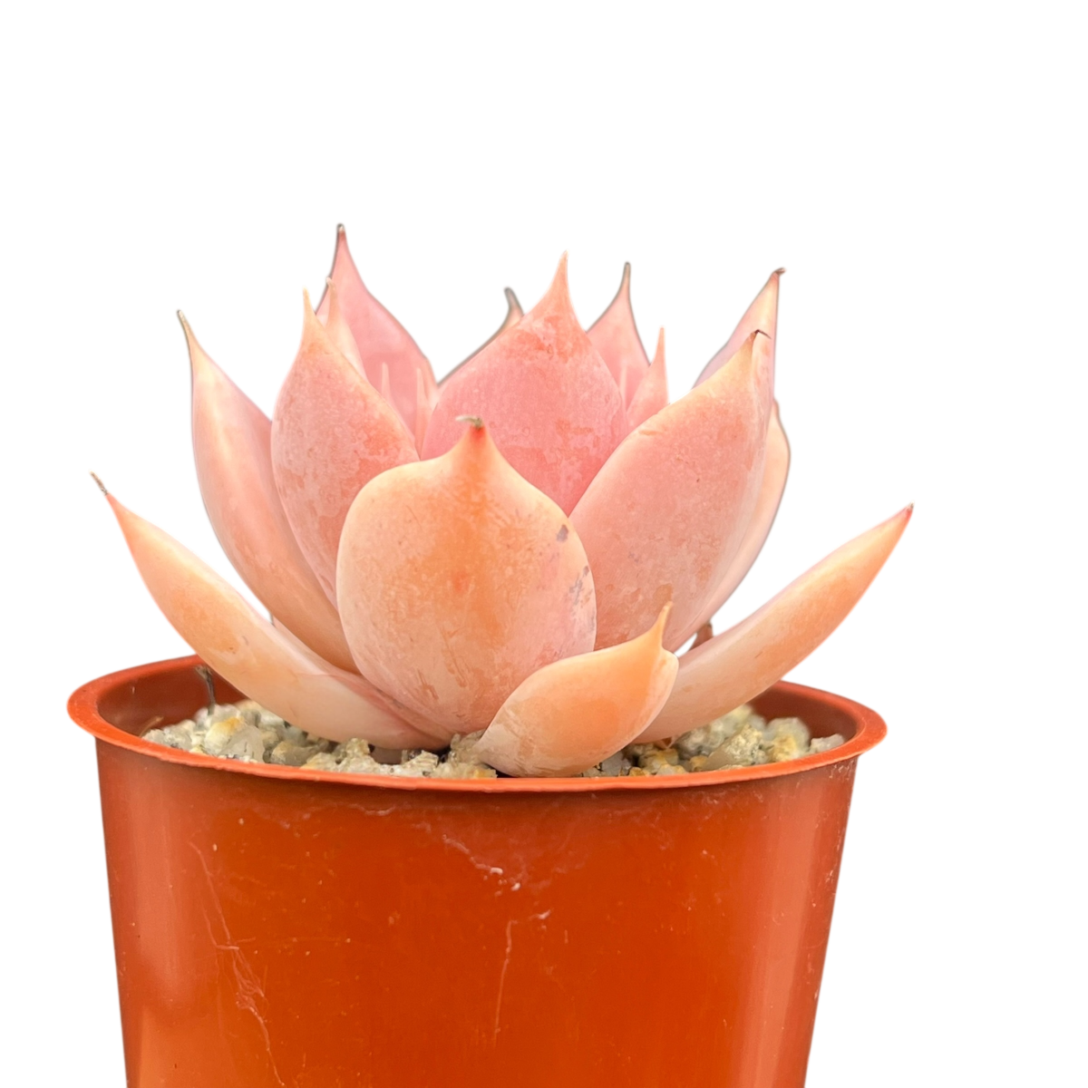Echeveria 'Misty'