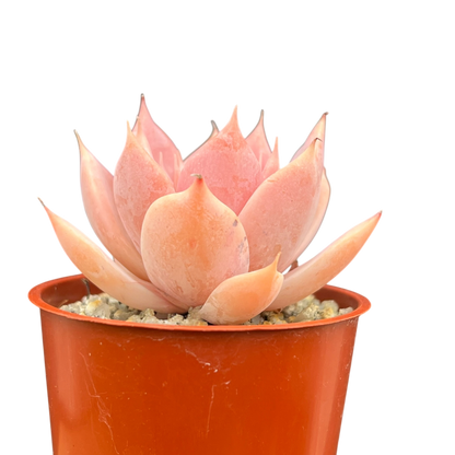 Echeveria 'Misty'