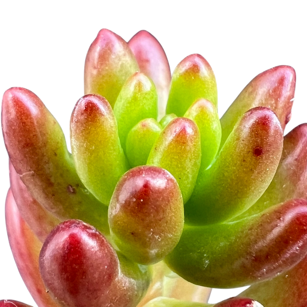 Sedum x rubrotinctum | Jelly Bean Plant