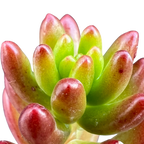 Sedum x rubrotinctum | Jelly Bean Plant