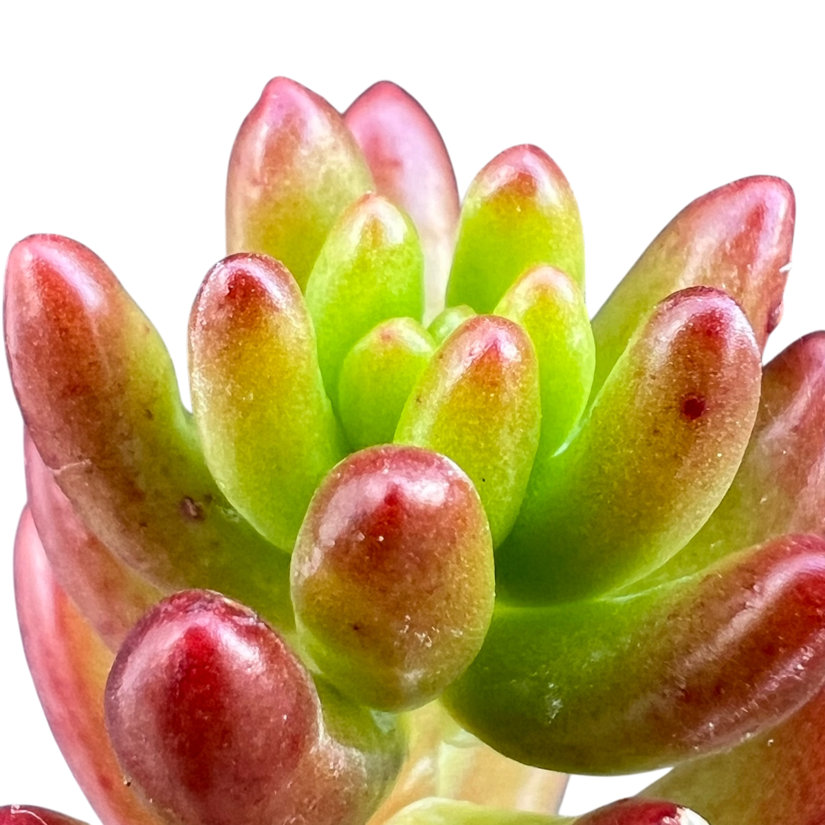 Sedum x rubrotinctum | Jelly Bean Plant