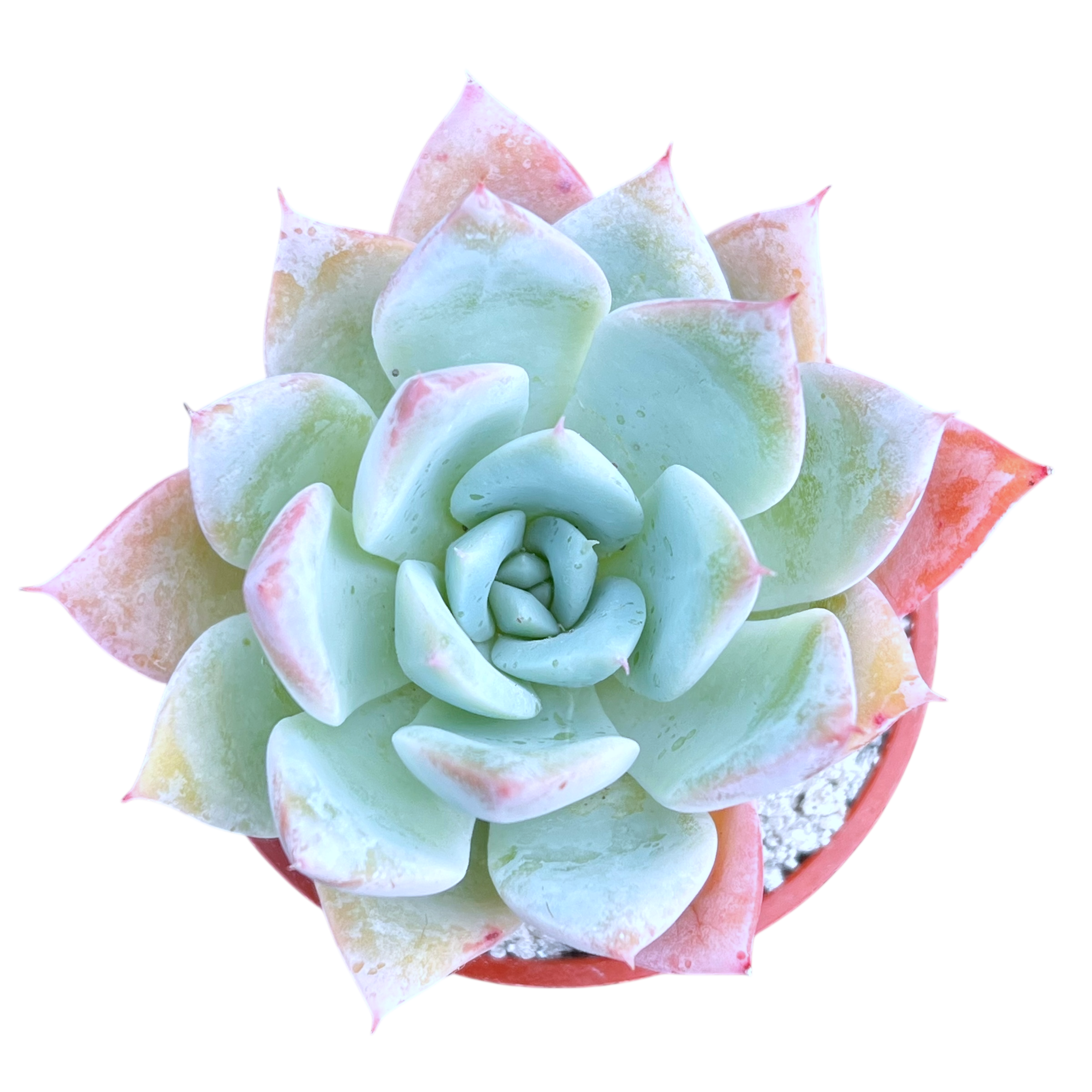 peridot passion succulent Echeveria 'Passion' – Surreal Succulents