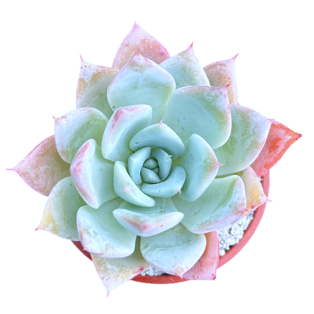 Echeveria 'Passion'