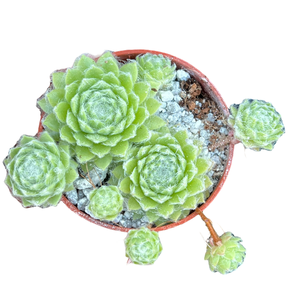 Sempervivum 'Green Ice'