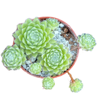 Sempervivum 'Green Ice'