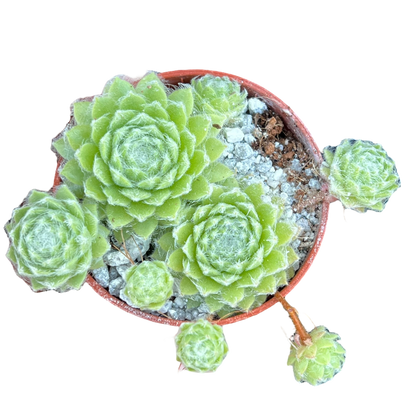 Sempervivum 'Green Ice'