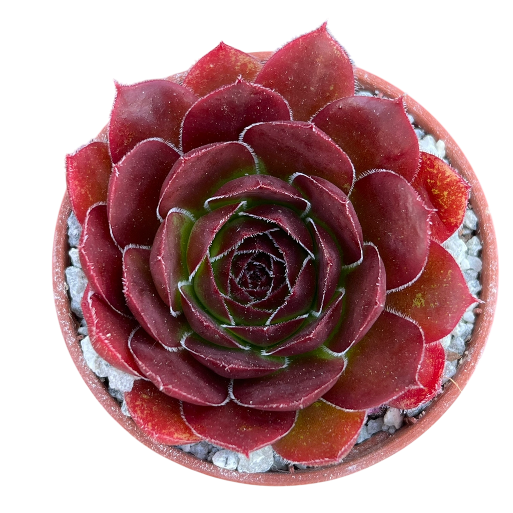 Jovibarba heuffelii 'Mystique'