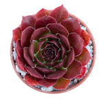 Jovibarba heuffelii 'Mystique'