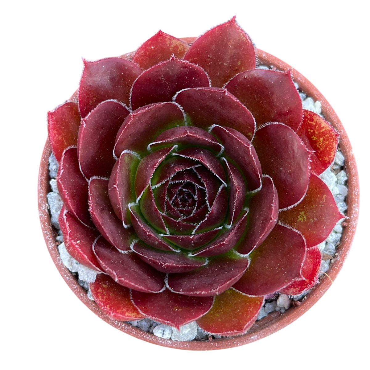 Jovibarba heuffelii 'Mystique'