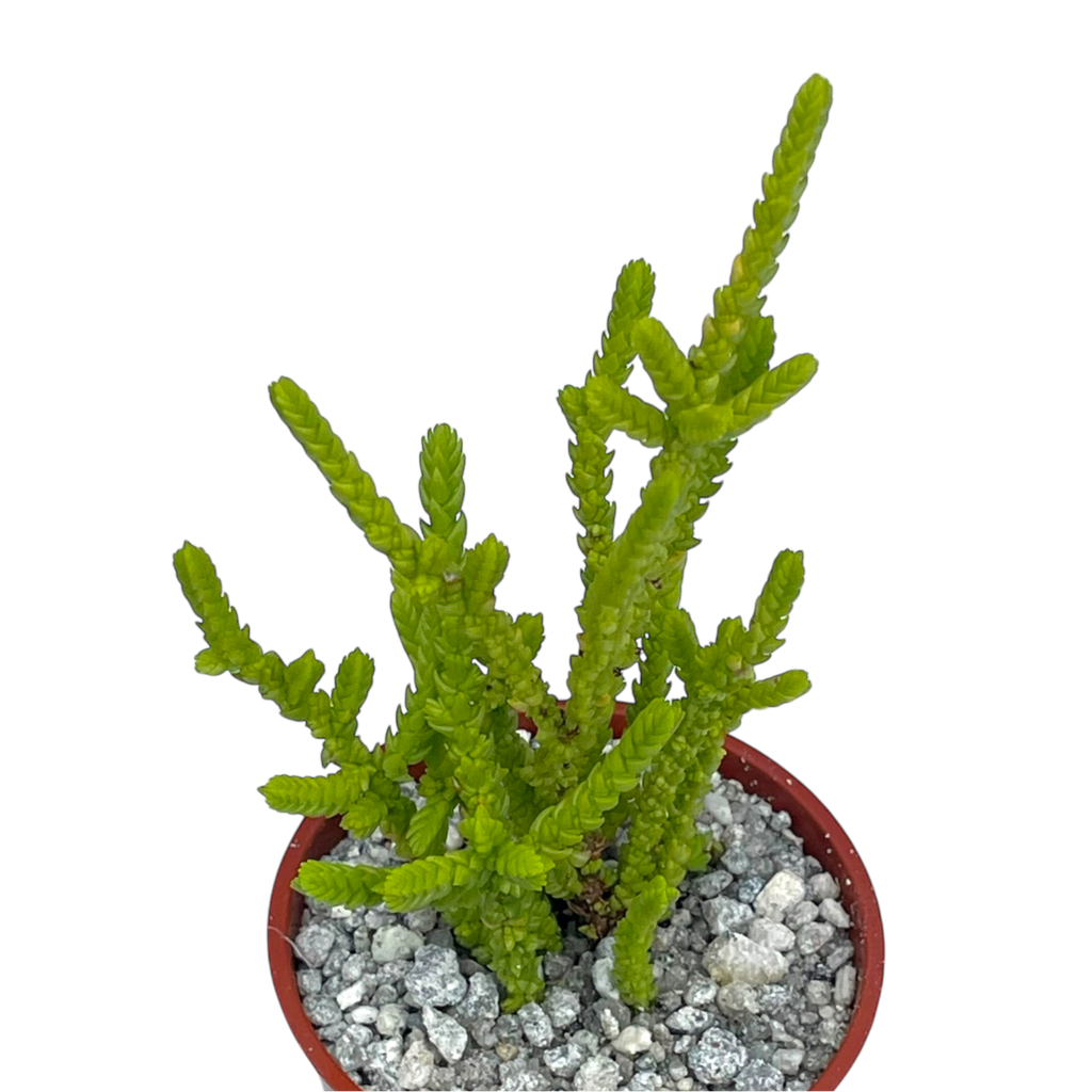 Crassula muscosa f. acuminata