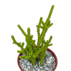 Crassula muscosa f. acuminata