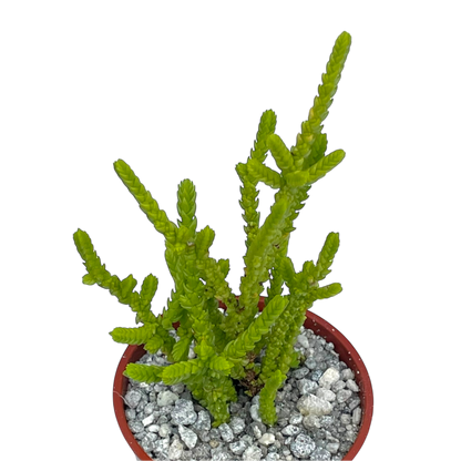 Crassula muscosa f. acuminata