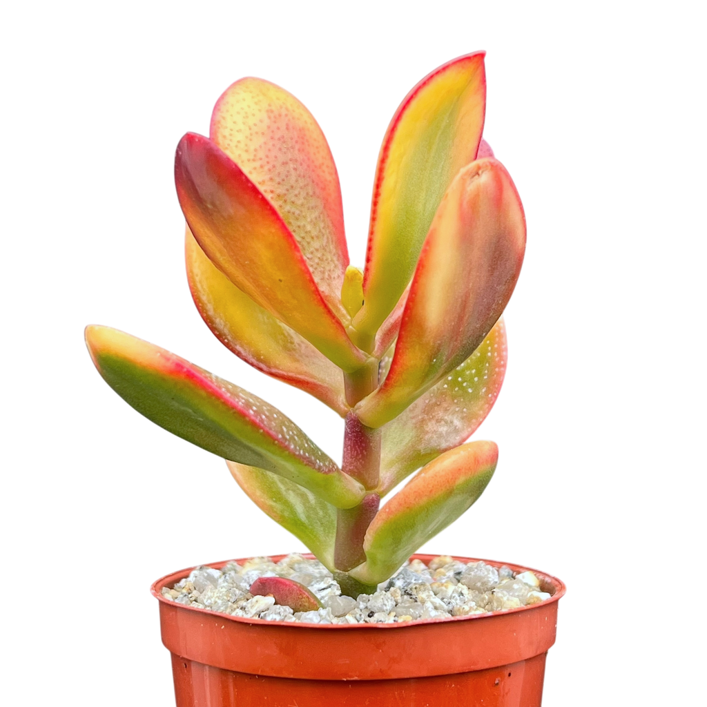 Crassula 'Hummel's Sunset'