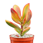 Crassula 'Hummel's Sunset'
