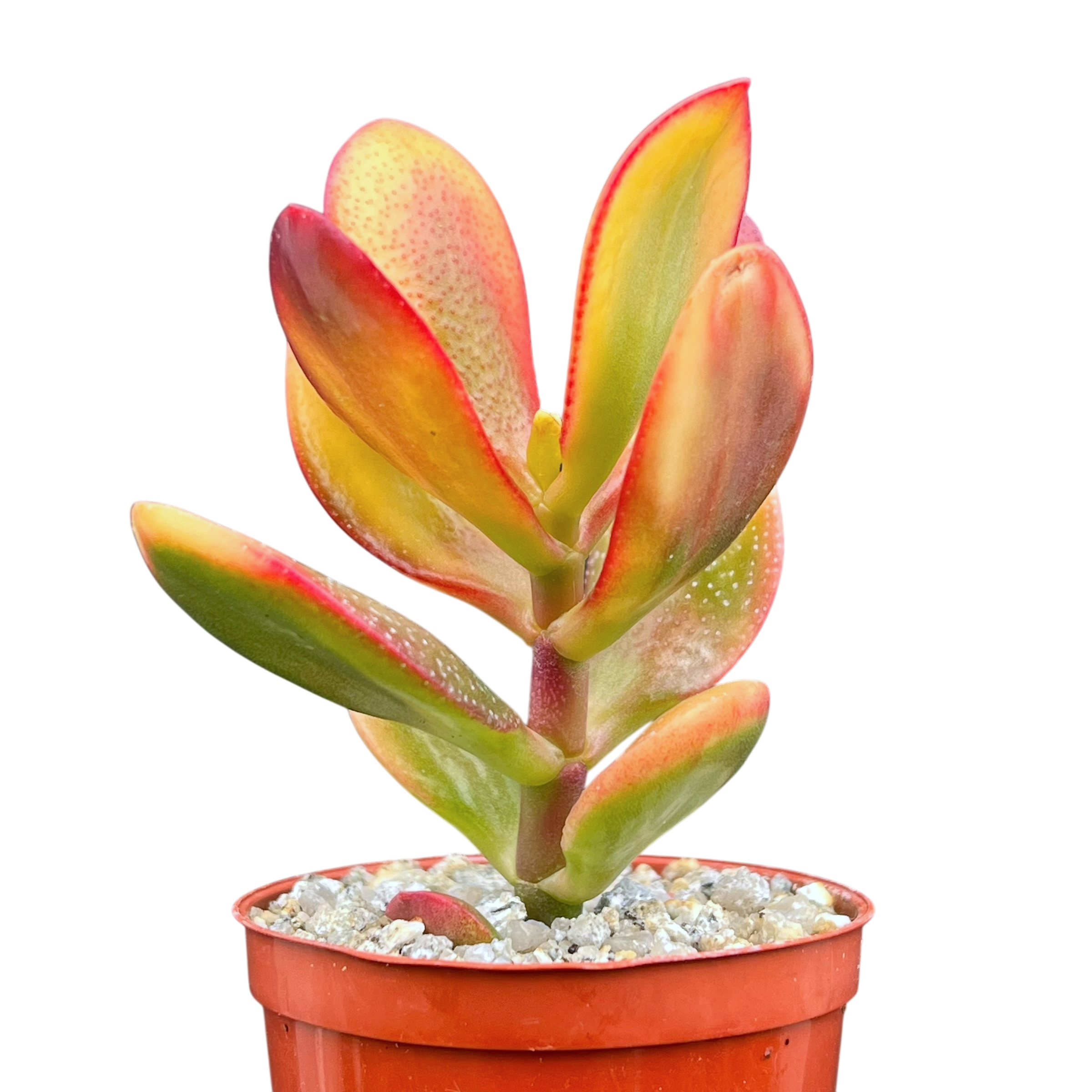 Crassula 'Hummel's Sunset'