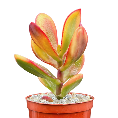 Crassula 'Hummel's Sunset'