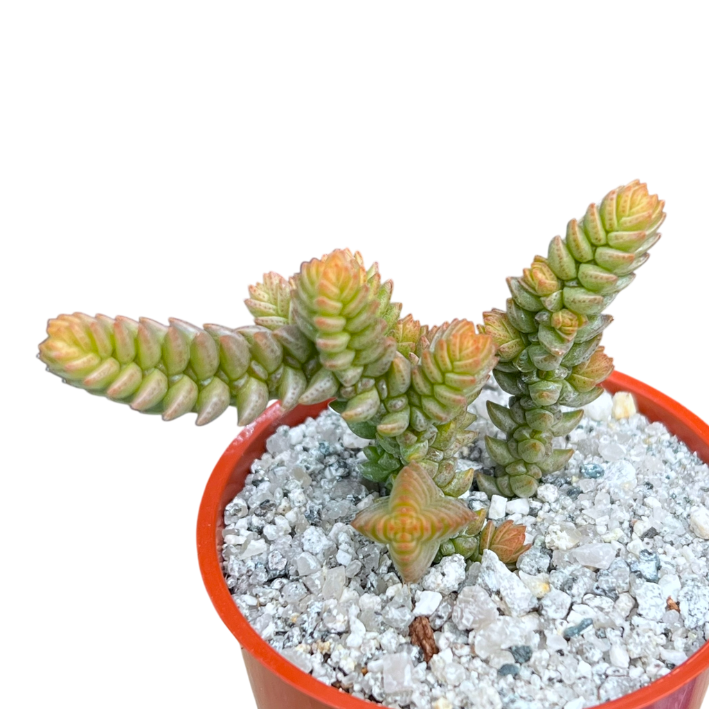 Crassula muscosa var. purpusii